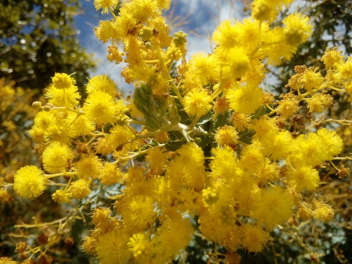 Sunny Wattle