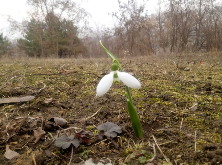 Весенние подснежники