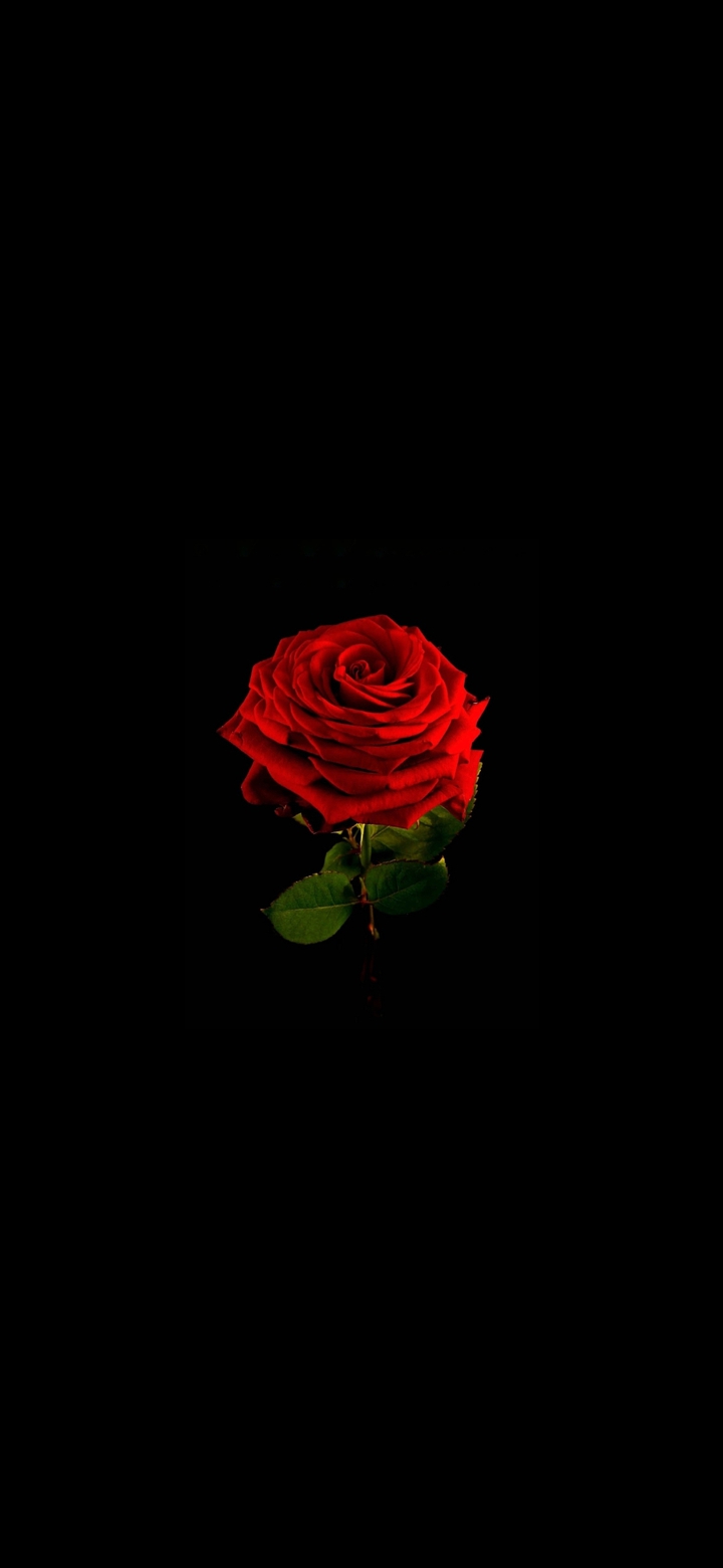 RED ROSE