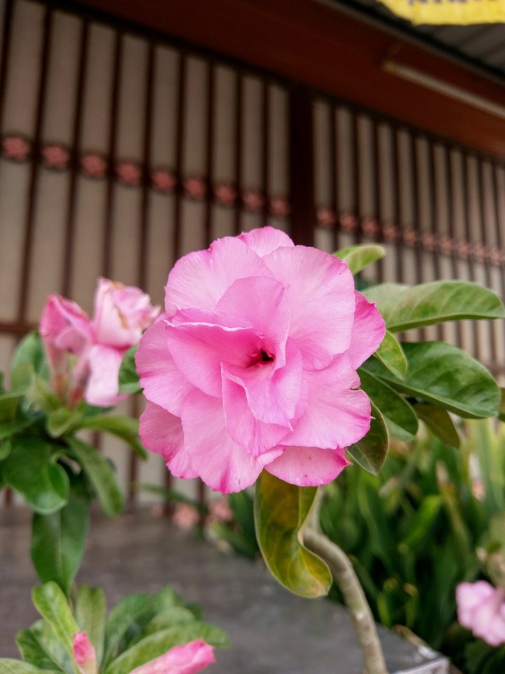 ดอกไม้