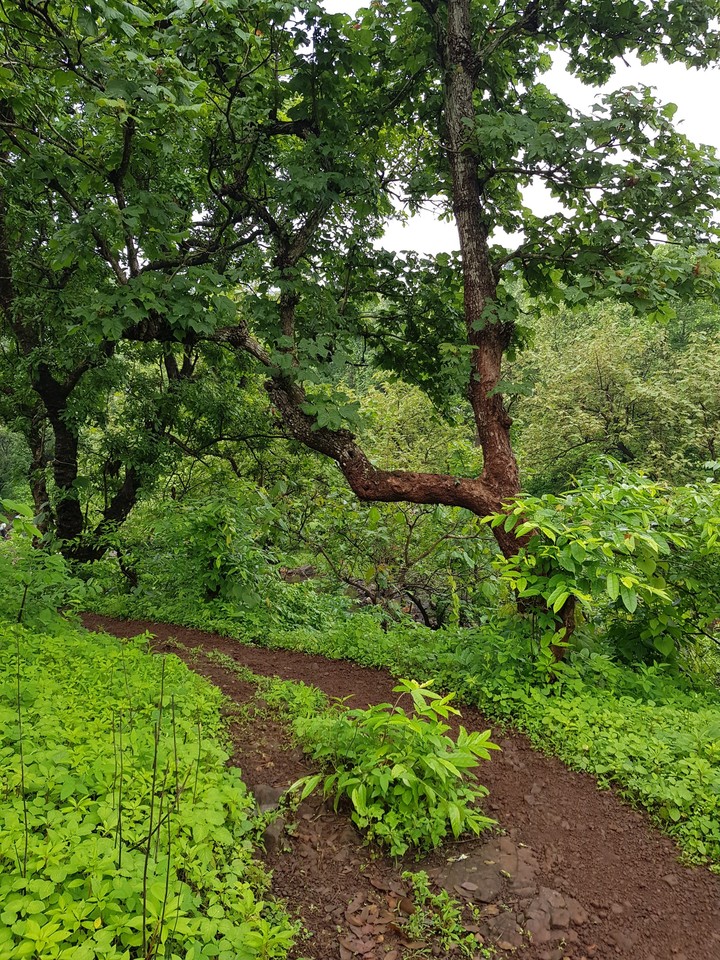 #Nature#Trekking