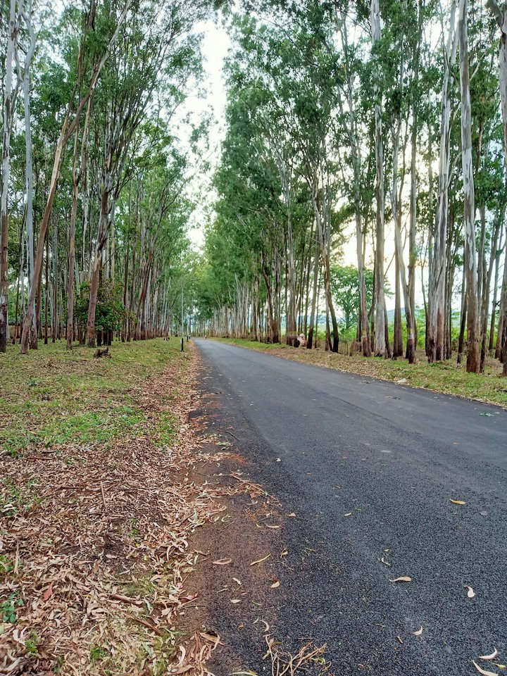 Lonely Road