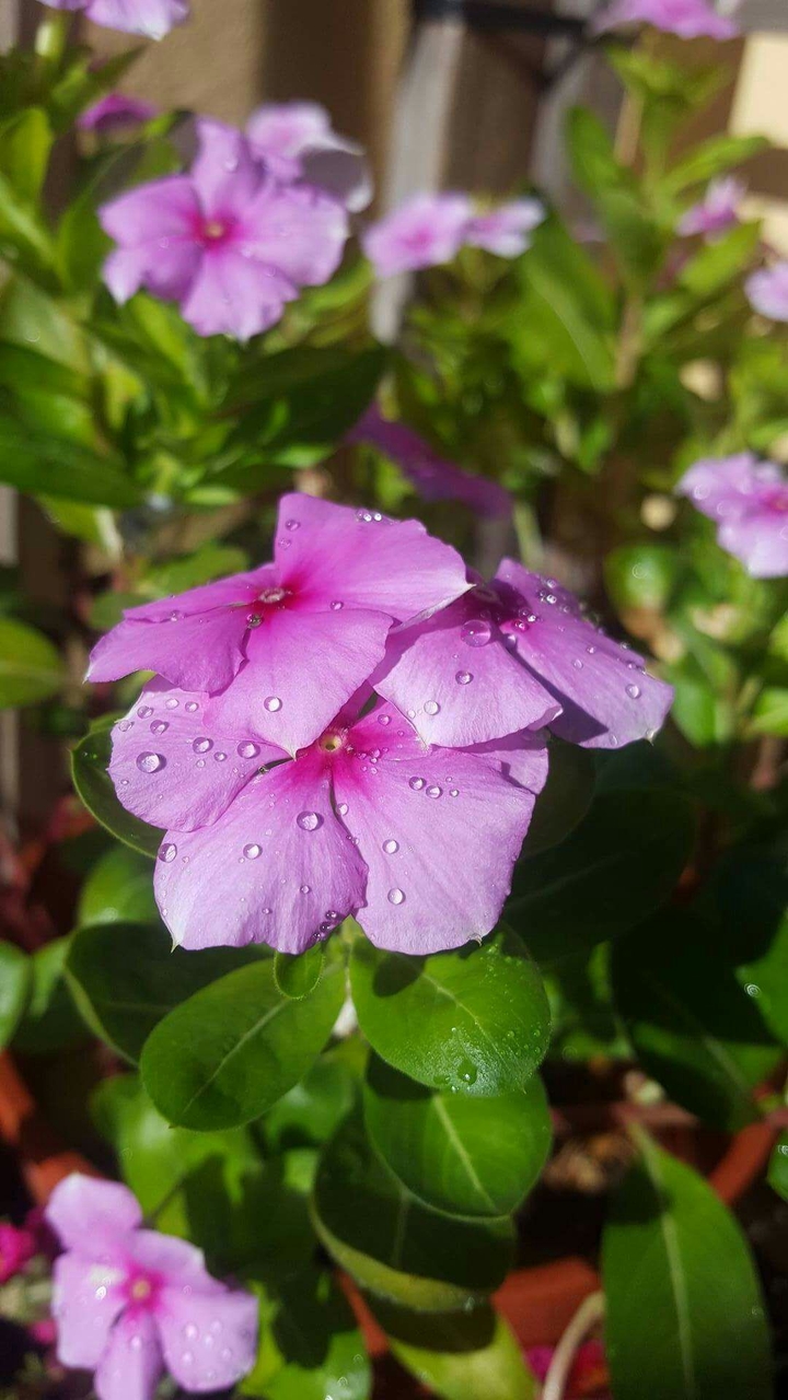 Water droplets