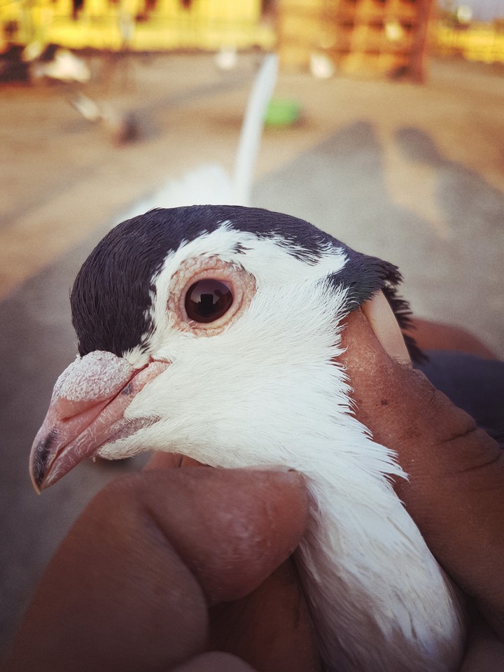 animal