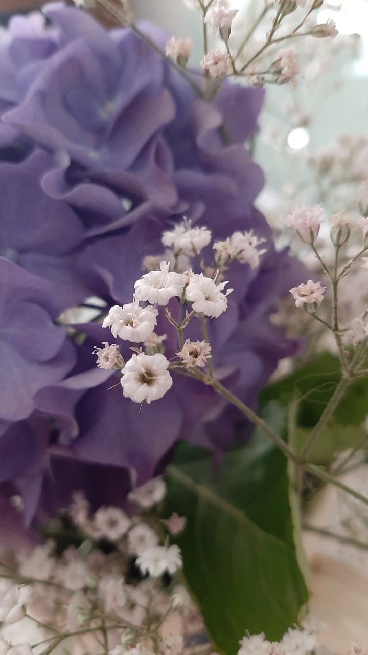 bianco e viola