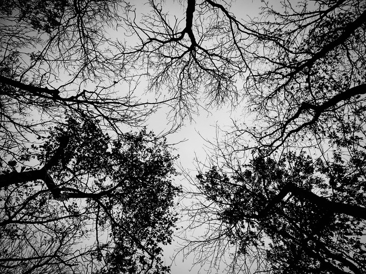 trees