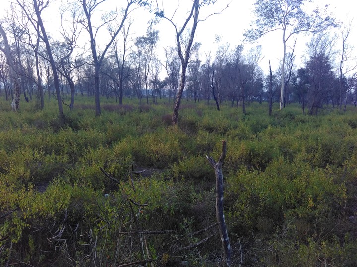 Mysterious jungle