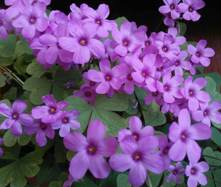 Uyku Çiçeği(Sleep Blossom)