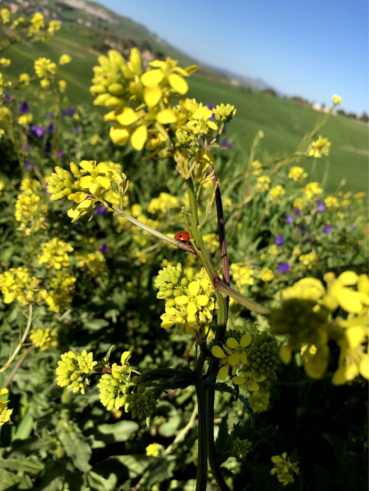 Flora and Fauna