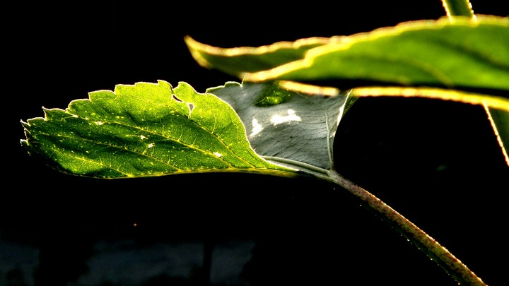 greenery