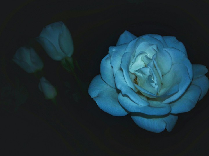 flovers