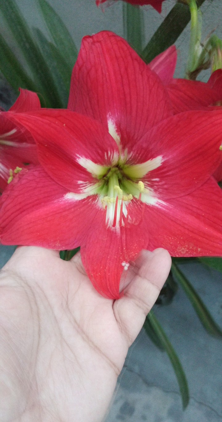 lilly