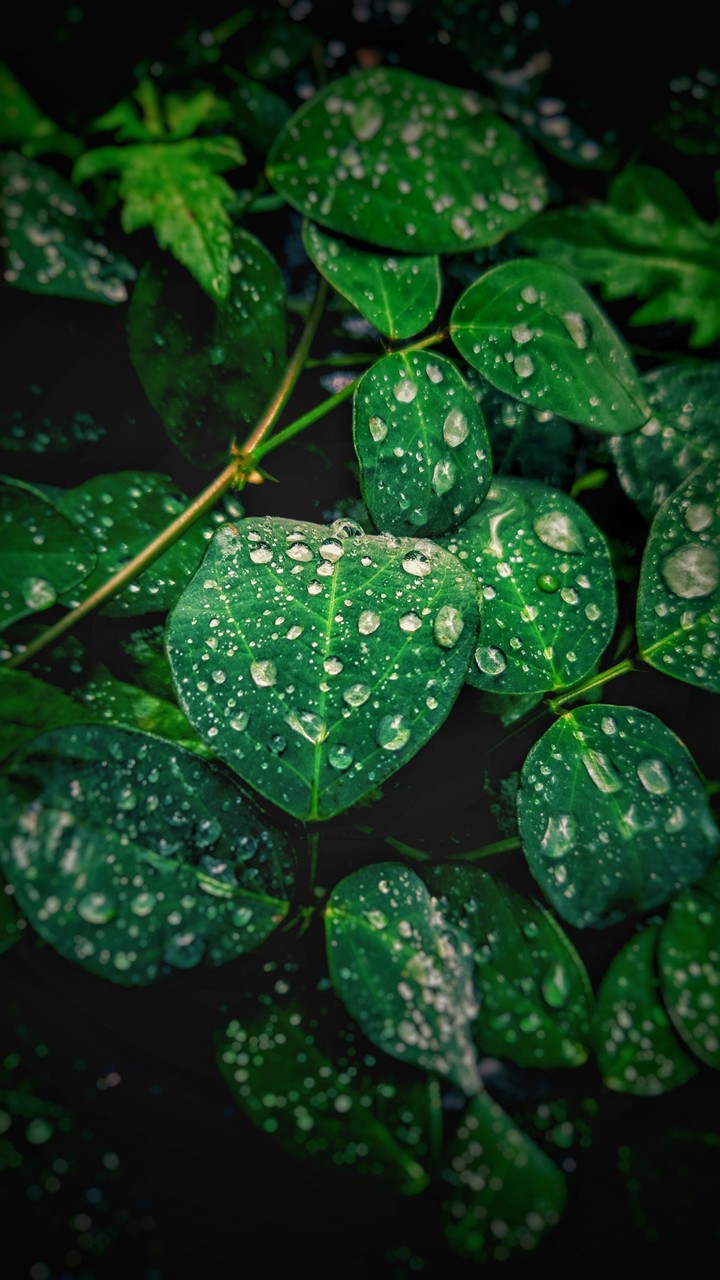 Monsoon commence