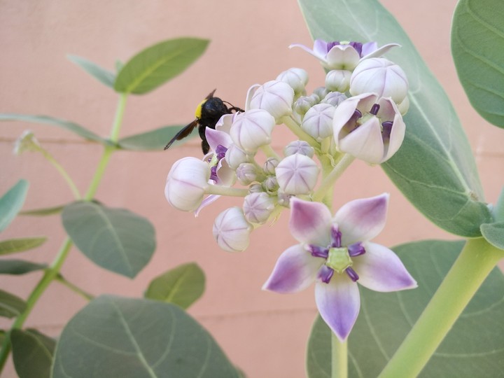 flower 7