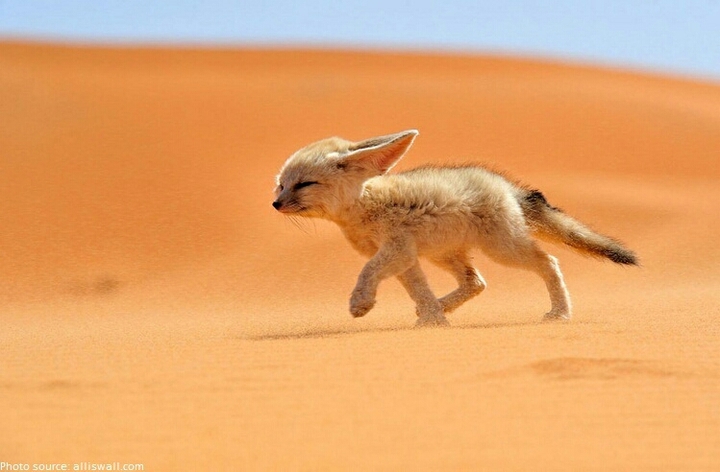 animaux fanak