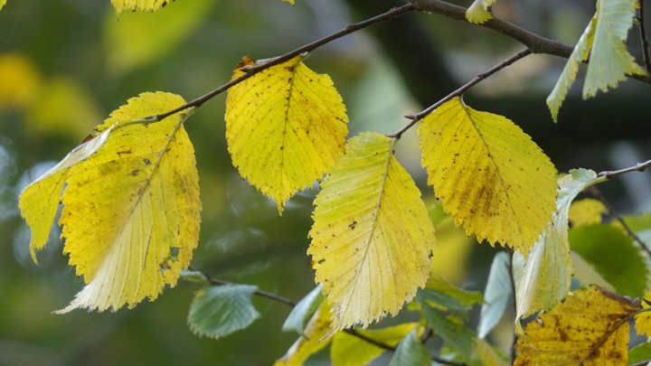 Autumn