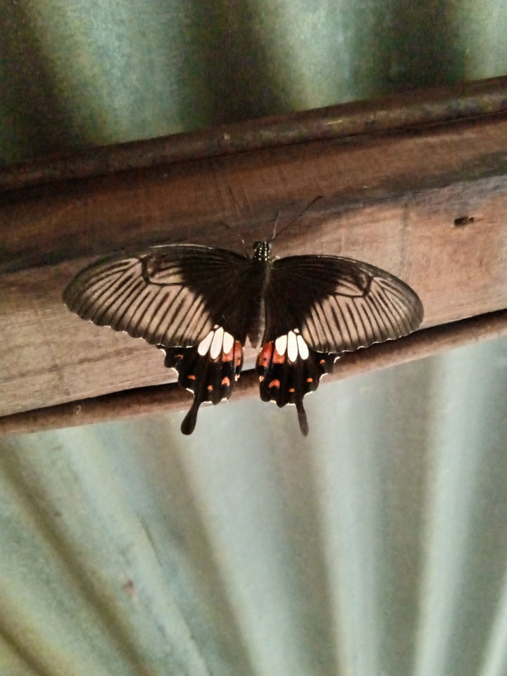 Common mormon Swallowtail butterfly