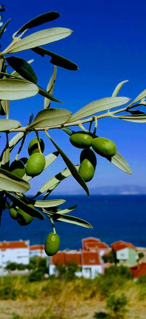 blue, Citrus háttérképek