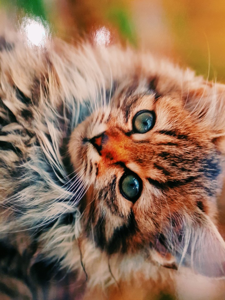 cat