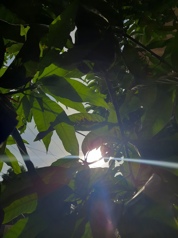 greenery