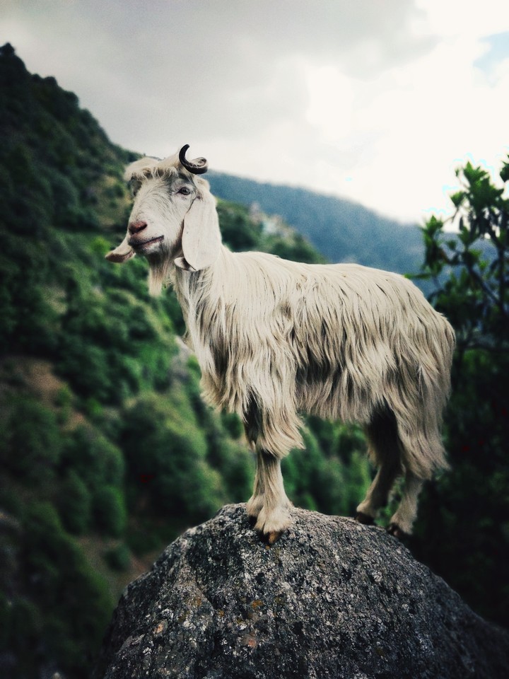 sheep