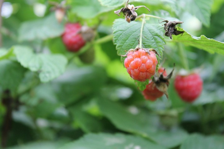 berry