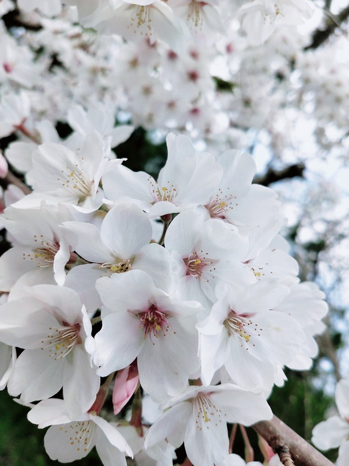 Sakura