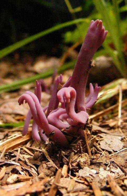 mushroom
