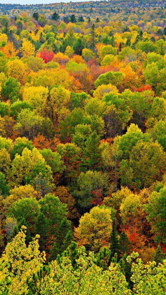 Trees