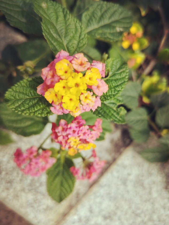 Flower flower