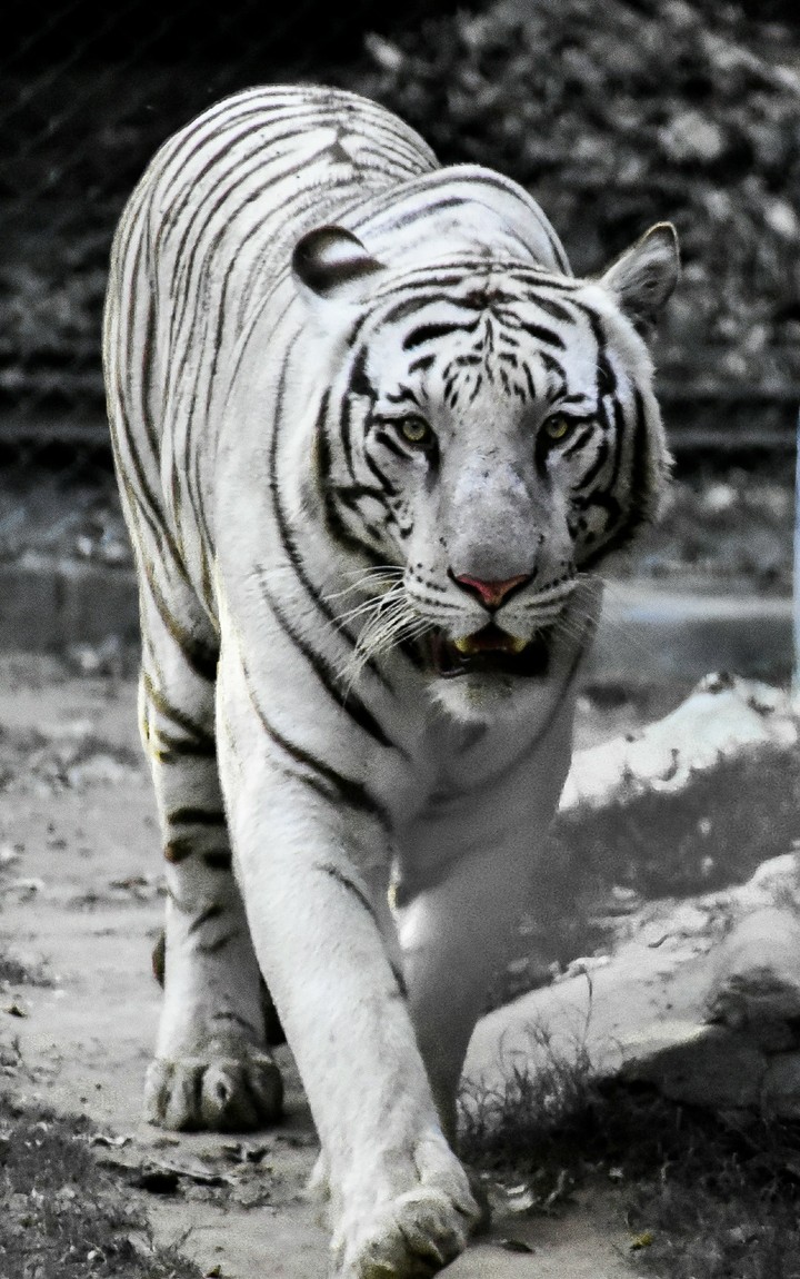 White Tiger