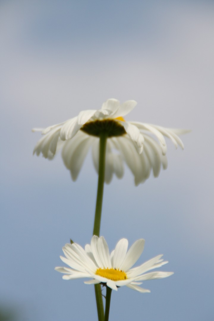 white flower