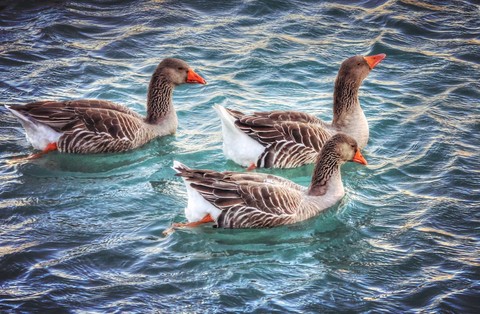 3d duck