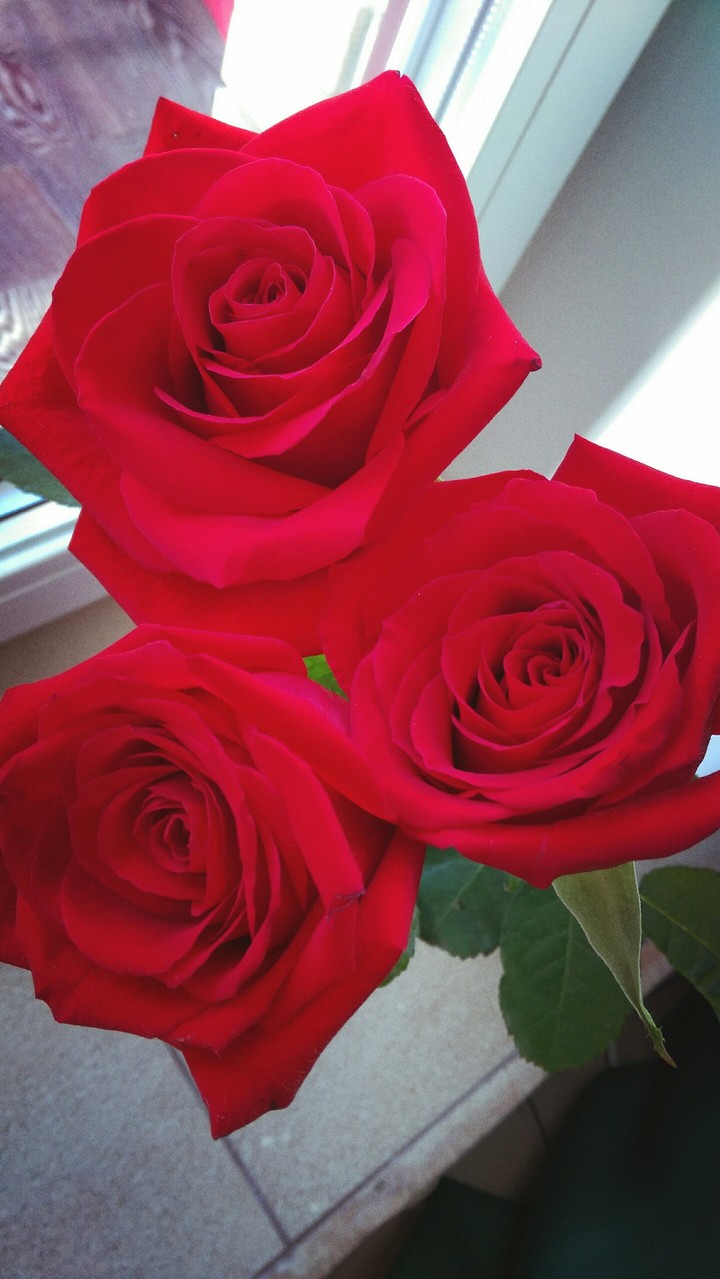red roses