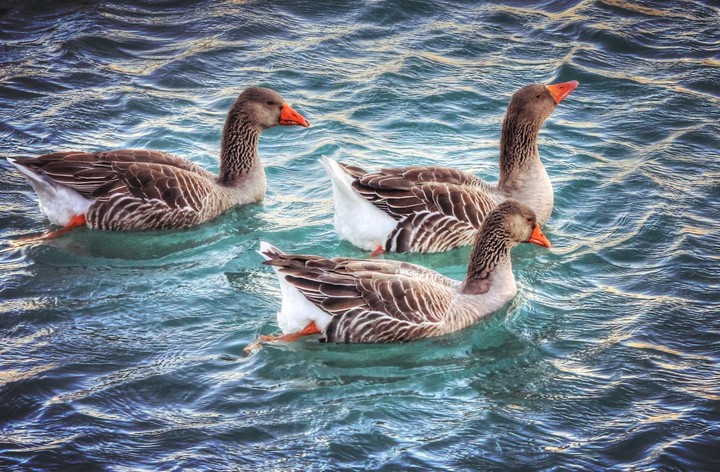3d duck