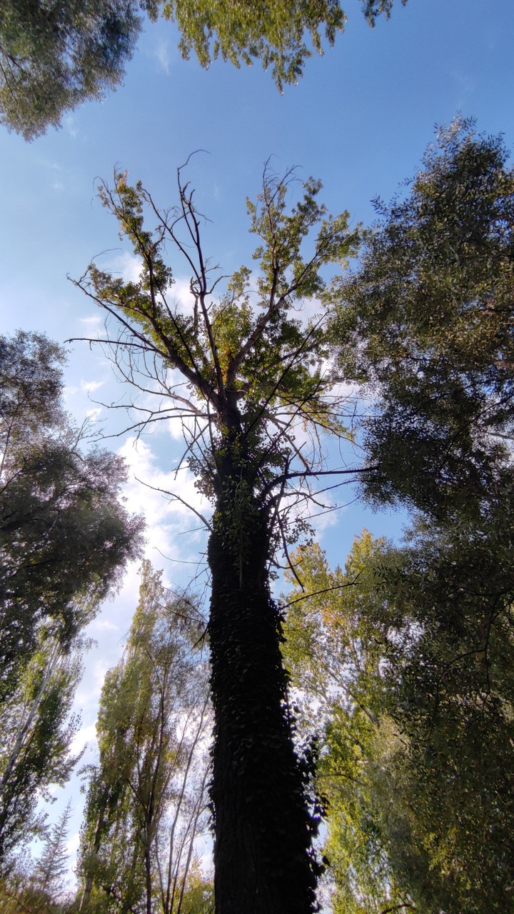 trees