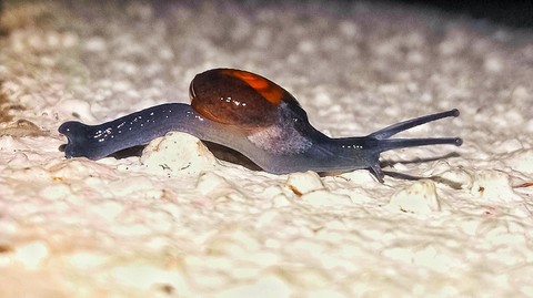 molluscs, Snail wallpapers