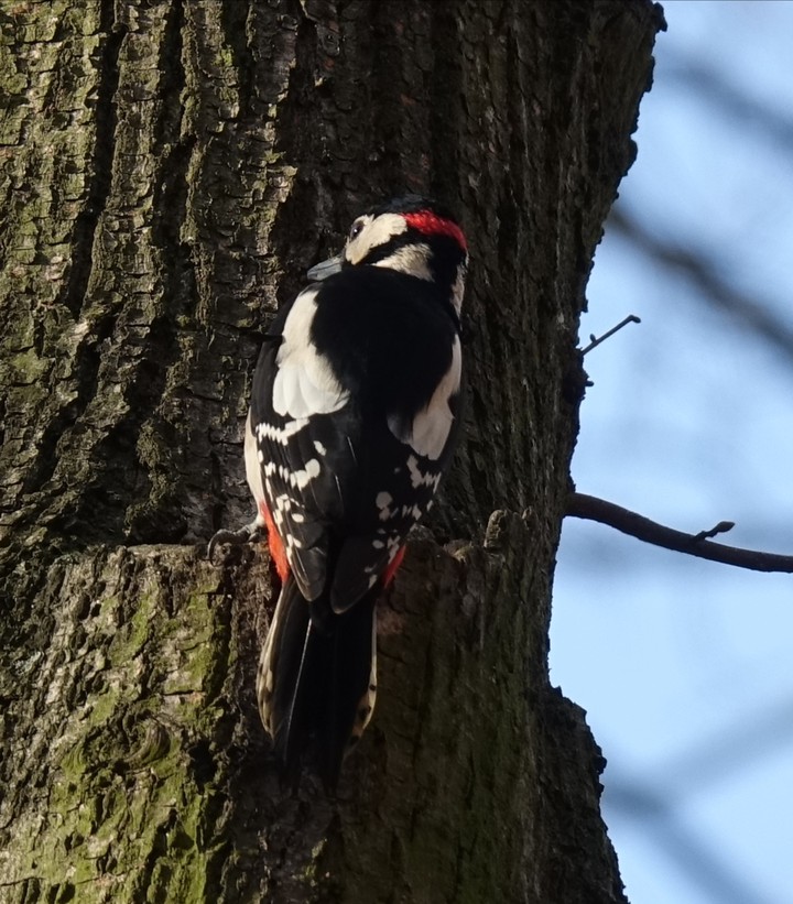 woodpecker