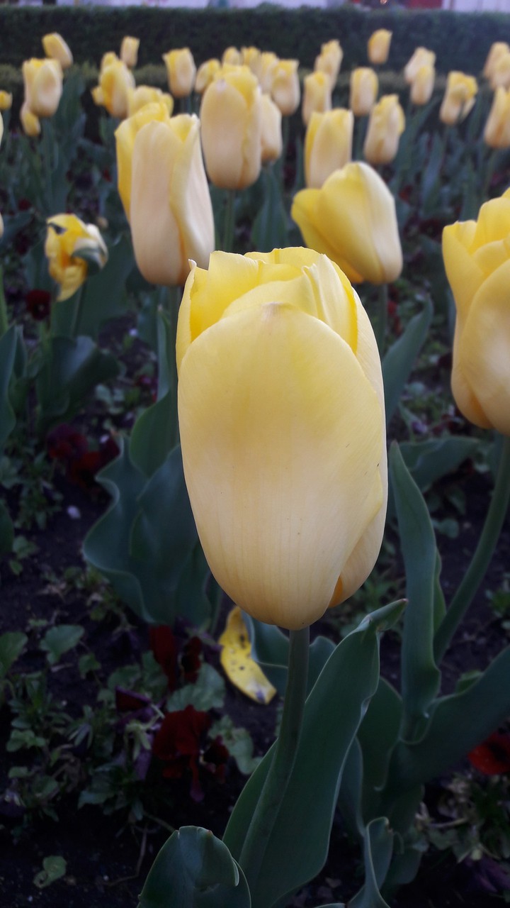 Tulips