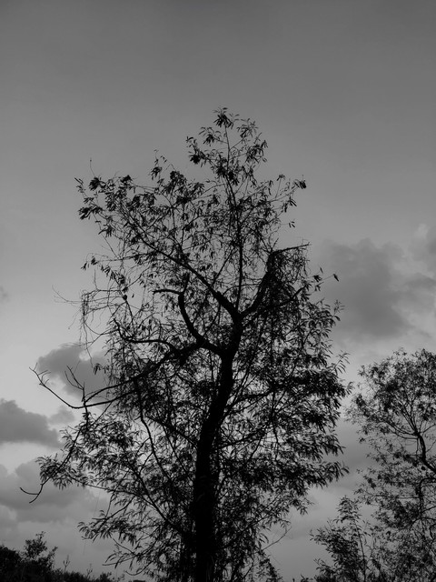 sfondi black-and-white, wood