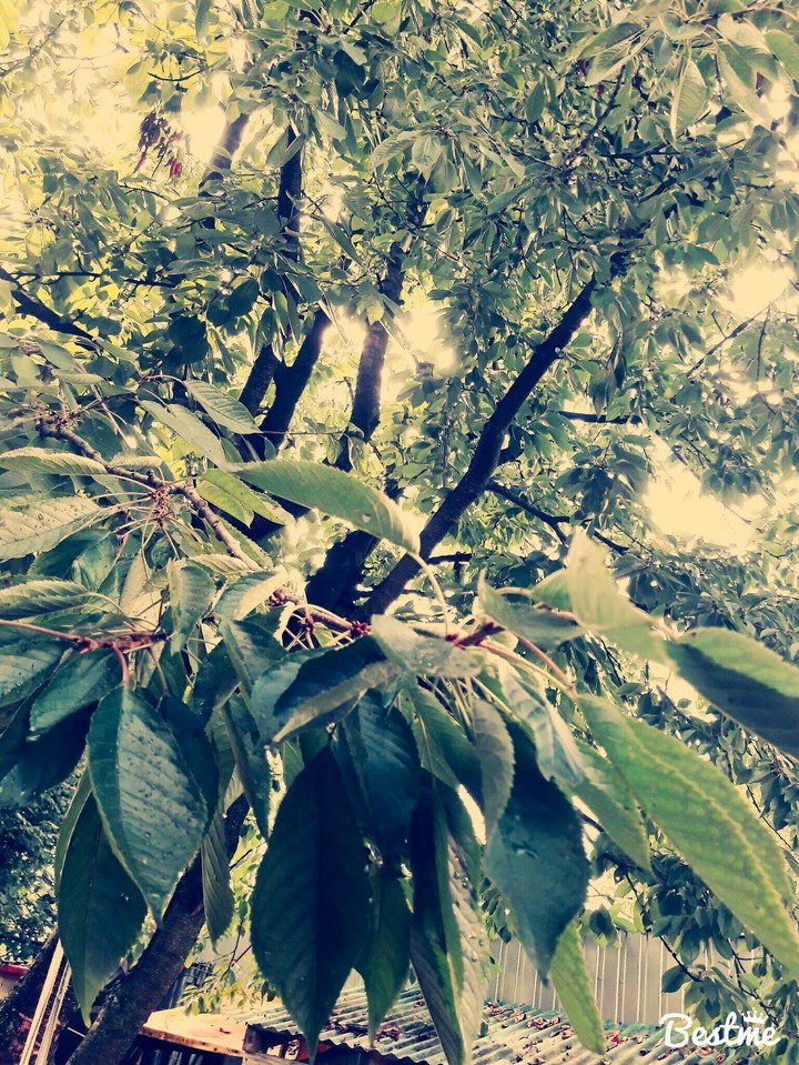 Leaf