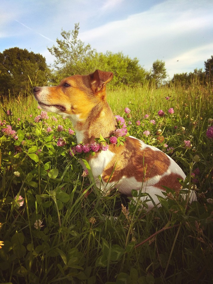 jack rassel terrier
