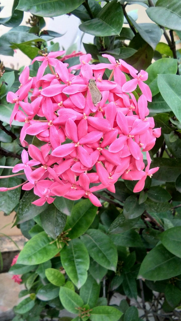flower