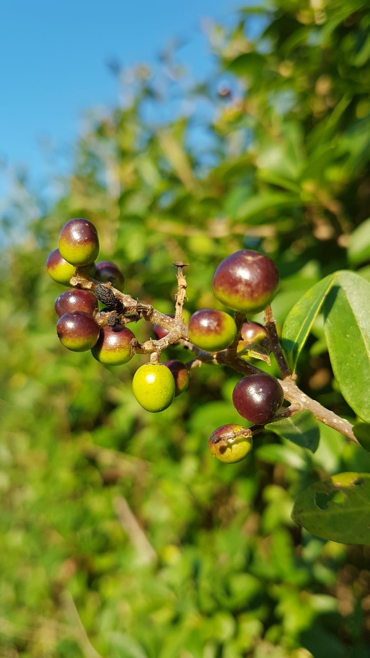 berries