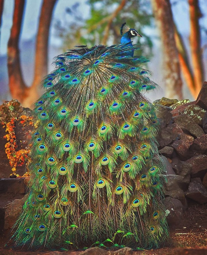 peacock