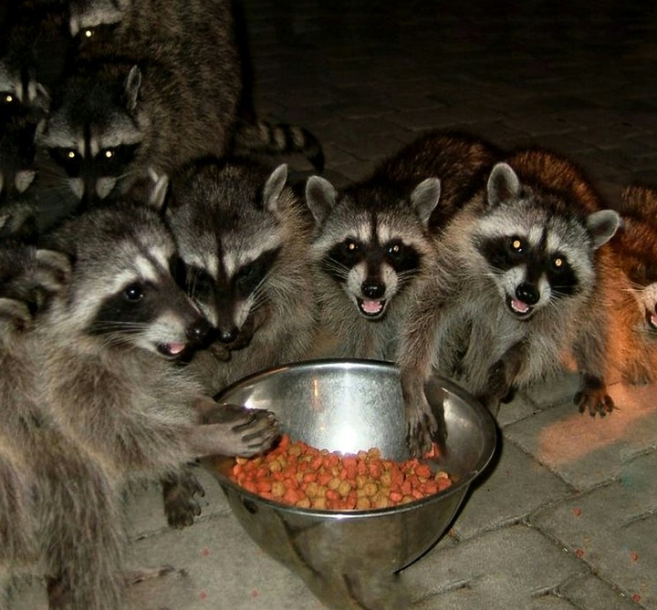 A Feeding Frenzy in the Night