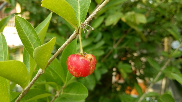 Cherry
