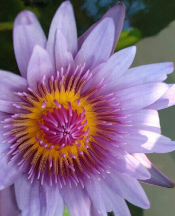 lotus