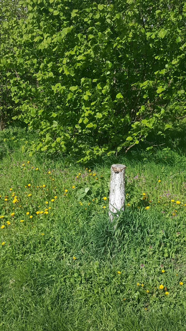 Gras