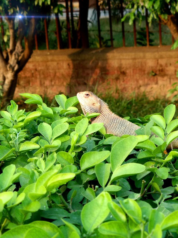 #lizard_#soothing